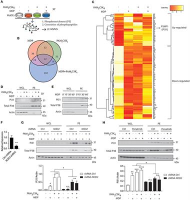 NOD2 and TLR2 Signal via TBK1 and PI31 to Direct Cross-Presentation and CD8 T Cell Responses